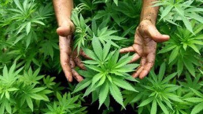 Pengakuan Terdakwa Kasus Ganja di Semeru: Keterlibatan dan Implikasi Hukum