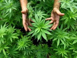 Tiga Pemuda Terancam Hukuman Mati Karena Jadi Kurir Ganja 151 Kg