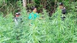 Pengungkapan Ladang Ganja 25 Hektare di Nagan Raya: Dari Penangkapan ke Pemusnahan