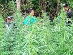Pengungkapan Ladang Ganja 25 Hektare di Nagan Raya: Dari Penangkapan ke Pemusnahan