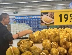 Penyelundupan Durian Ilegal: Ancaman Terhadap Ekonomi Lokal