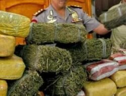 Penangkapan Besar dalam Kasus Narkoba: Polisi Amankan 255 Kg Ganja di Karo
