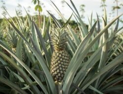 Penyelidikan Korupsi Pengadaan Bibit Nanas Mencuat di Sulawesi Selatan