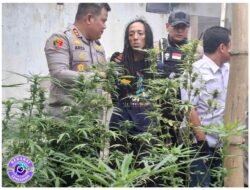Penemuan Mengejutkan: Pertanian Ganja Tersembunyi di Jombang