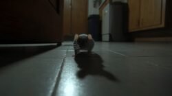 Rumah Diserbu Tikus? Ini Cara Mengusirnya Secara Tuntas dengan Metode Lama hingga Teknologi Terbaru