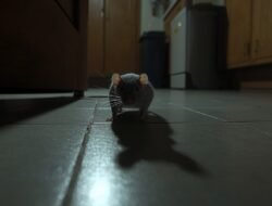 Rumah Diserbu Tikus? Ini Cara Mengusirnya Secara Tuntas dengan Metode Lama hingga Teknologi Terbaru