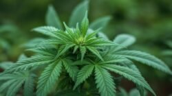 Aksi Diam-Diam Berujung Penangkapan, Pemuda Solo Kedapatan Tanam Ganja di Rumah Sendiri