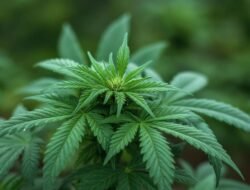 Aksi Diam-Diam Berujung Penangkapan, Pemuda Solo Kedapatan Tanam Ganja di Rumah Sendiri